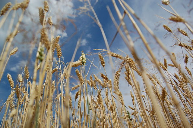 File:Wheat blue sky2.JPG