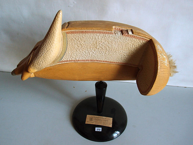File:Modell eines Korns von Triticum vulgare (Weizen) -Osterloh Nr. 138-.jpg