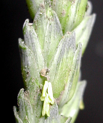File:Spiklet.jpg