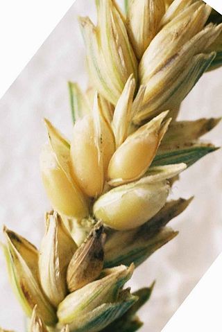 File:Wheat Ear milk full.jpg