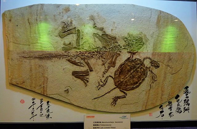 File:Machurochelys liaoxiensis and Psittacosaurus.jpg