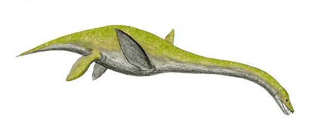 File:Libonectes BW.jpg
