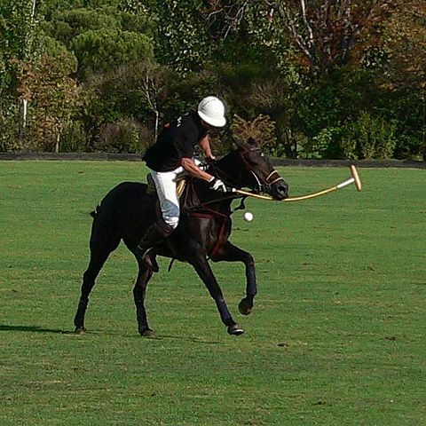 File:Polo2.JPG