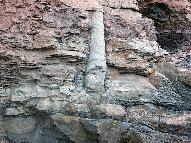 File:Lycopsid joggins mcr1.JPG