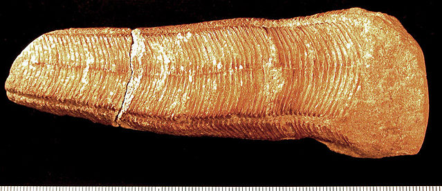 File:Conulariid03.jpg