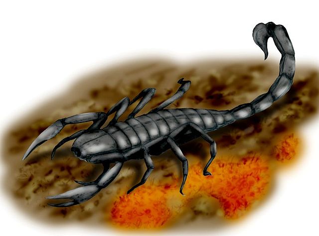 File:Pulmonoscopius BW.jpg