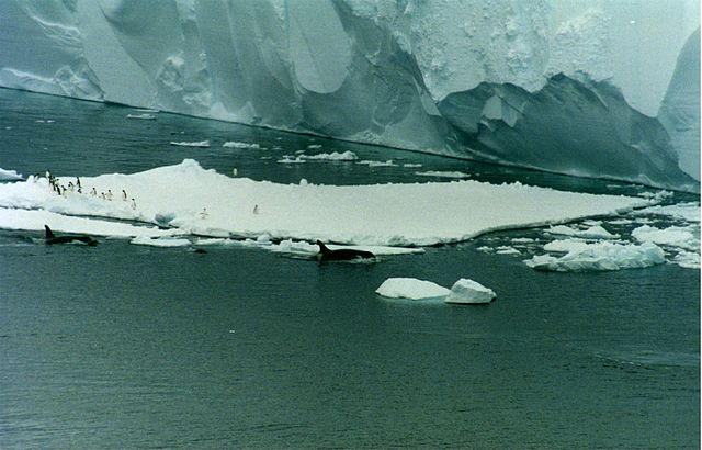 File:Orcas and penguins.jpg