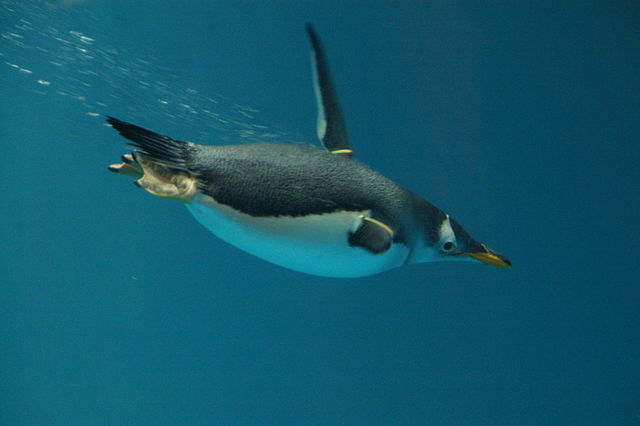 File:Pygoscelis papua -Nagasaki Penguin Aquarium -swimming underwater-8a.jpg