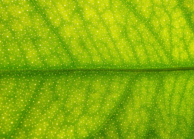 File:Citrus leaf.JPG