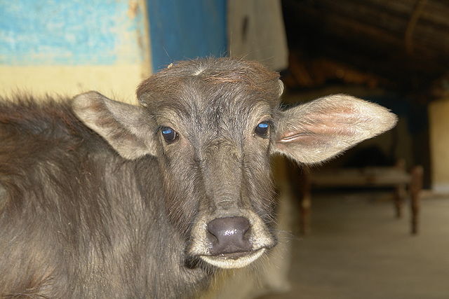 File:Water buffalo calf, India.jpg