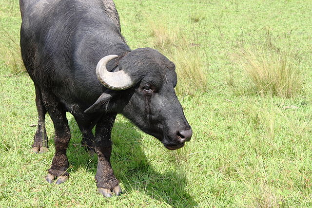 File:B&uacute;falo Murrah.JPG