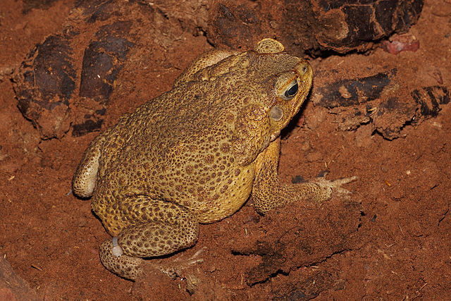 File:Canetoadmale.jpg