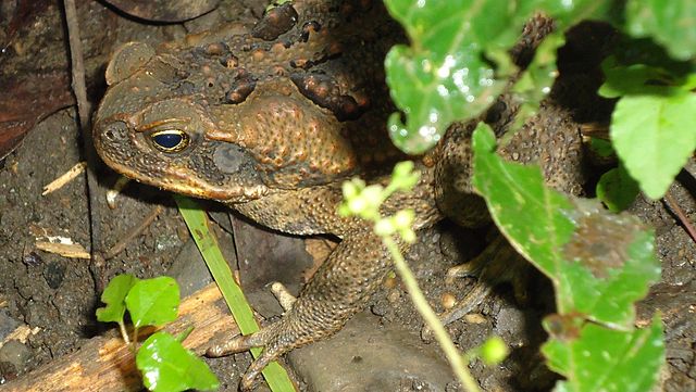 File:Bufo marinus (Philippines).jpg