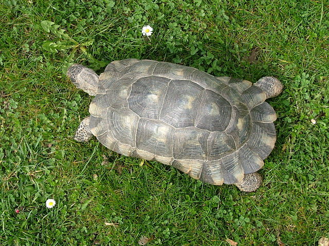 File:Marginata0005.JPG
