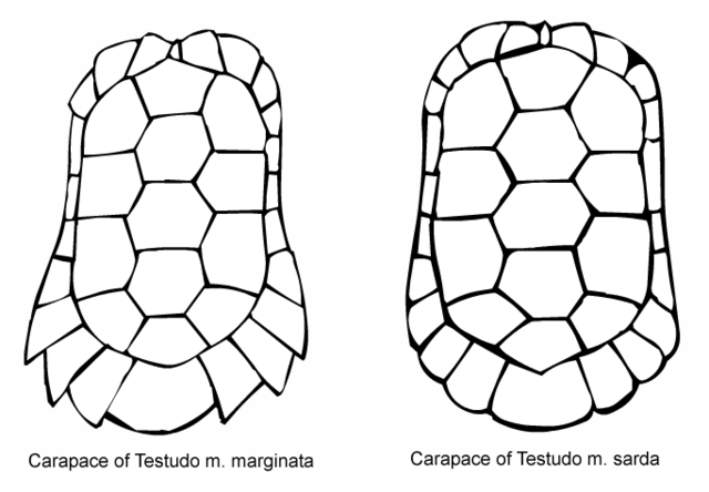 File:MarginataCarapaceShapes.png