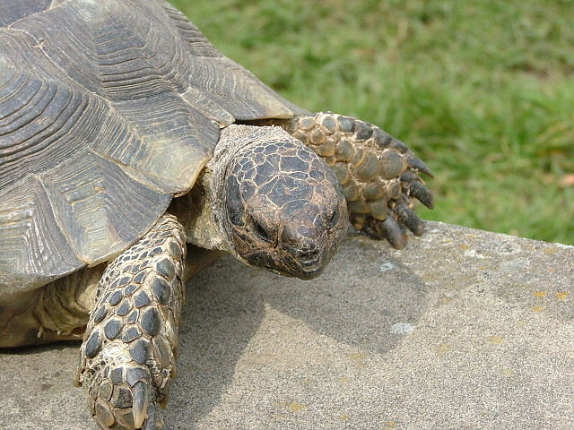 File:Marginata0004.JPG