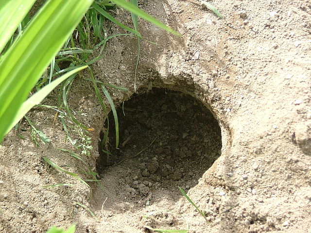 File:Eih&ouml;hle.jpg