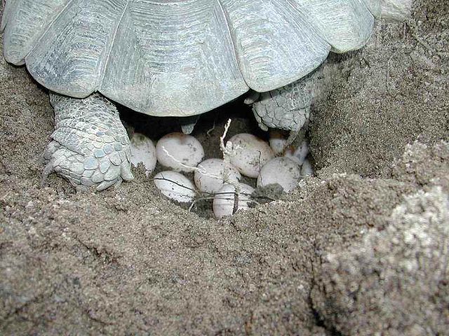 File:Deposition eggs Testudo marginata sarda.jpg