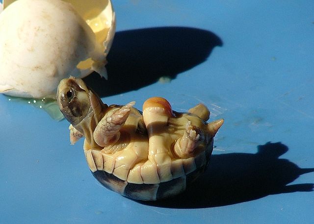 File:Testudo marginata6.jpg