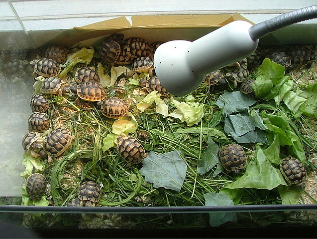 File:Terra 003.jpg