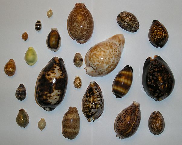 File:Different cowries.jpg