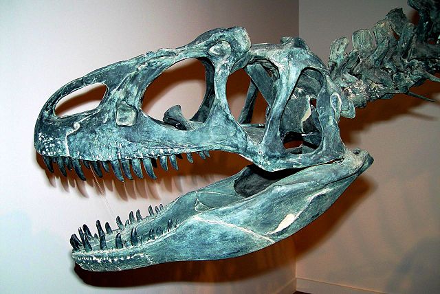 File:Allosaurus-crane.jpg