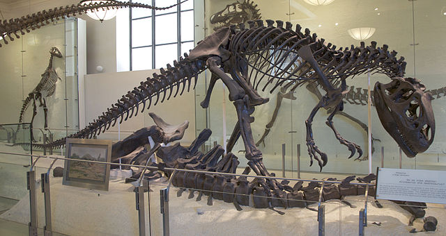 File:AMNH Allosaurus.jpg