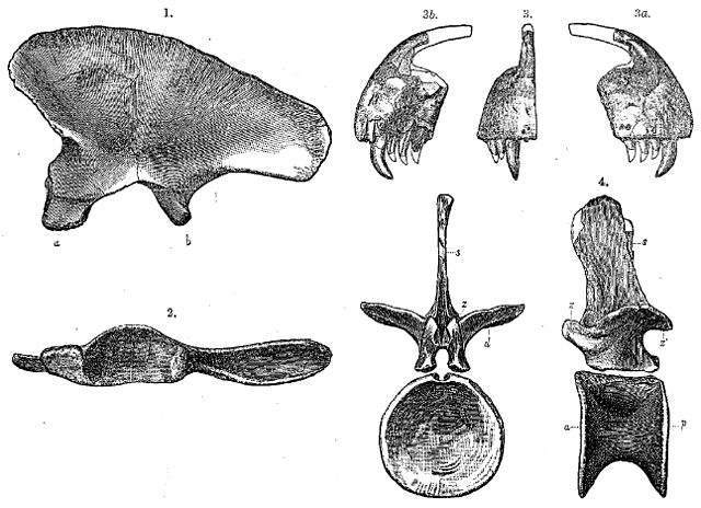 File:Creosaurus.jpg