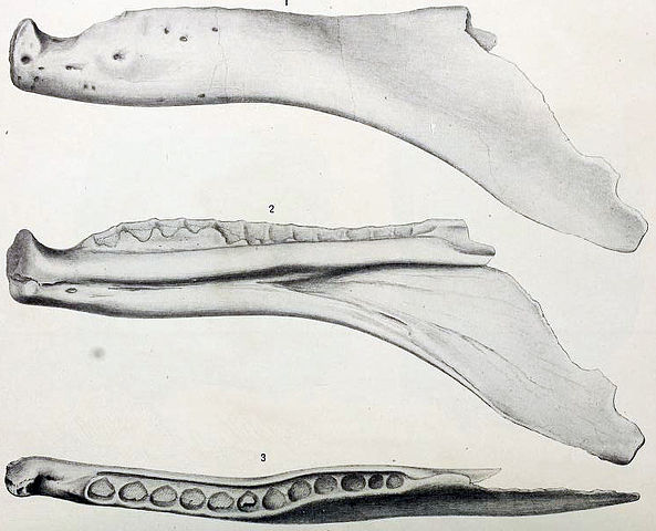 File:Labrosaurus.jpg