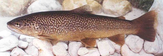 File:Marble trout from zadla&scaron;čica.jpg