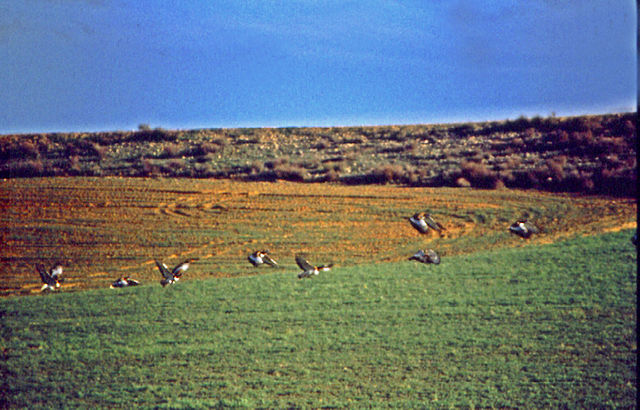 File:Avutarda (Otis tarda) in Spain fields.jpg