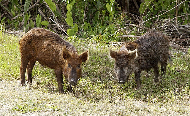 File:Wild Pig KSC02pd0873.jpg
