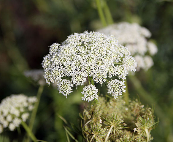 File:Carrot flowers.jpg