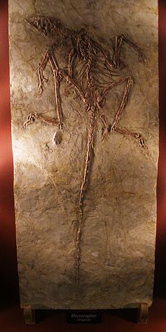 File:Microraptor zhaoianus.jpg