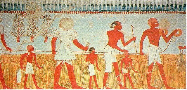 File:Measure and Harvest005.jpg