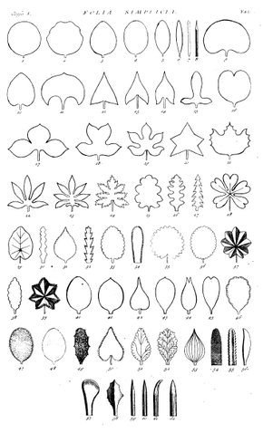 File:Hortus Cliffortianus folia simpl.png