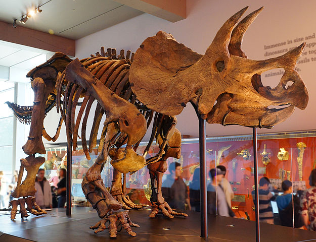 File:Triceratops mount.jpg