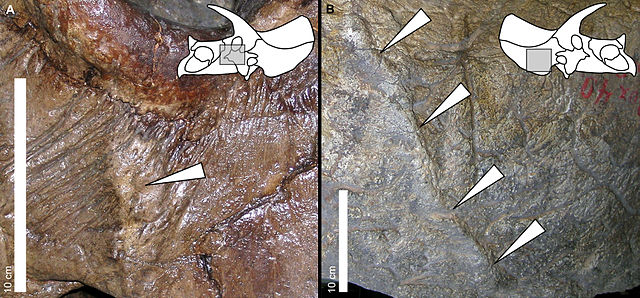 File:Triceratops lesions.jpg