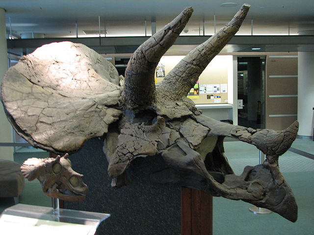 File:UCMP Triceratops right.JPG