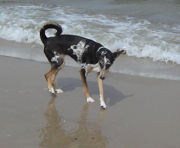 File:Collie-Whippet-Mischling.JPG