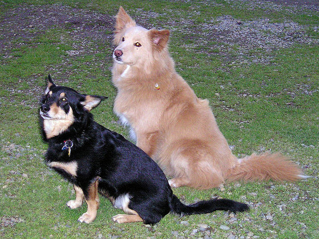 File:DogsMixedBreedlittermates.jpg