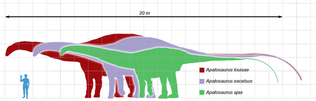 File:Apatosaurus scale mmartyniuk wiki.png