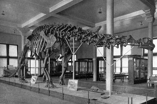 File:Sharp lull brontosaurus.jpg