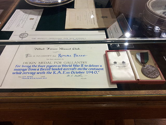 File:Dickins Medal for Pigeon Royal Blue.jpg