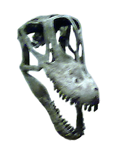 File:Brachiosaurus skull.jpg