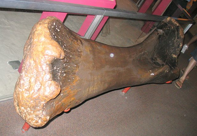 File:Brachiosaurus leg bone.jpg