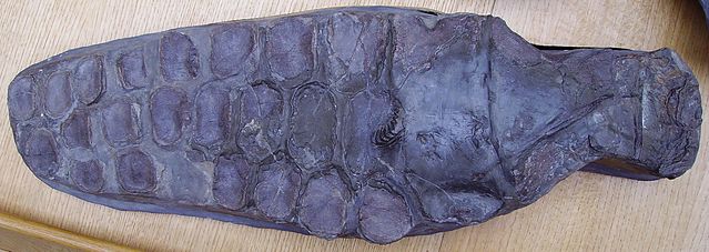 File:Ichthyosaur paddle 1.jpg