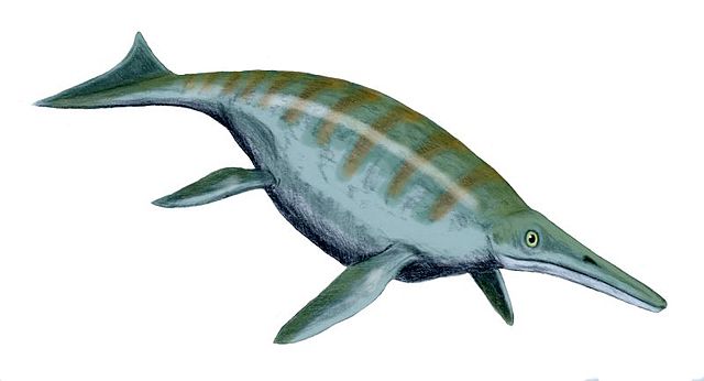 File:Shonisaurus BW 2.jpg