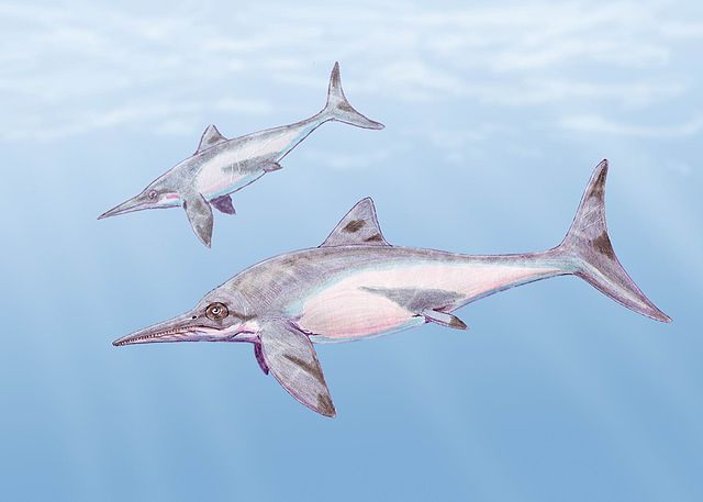 File:Platypterigius kiprjanov2.jpg