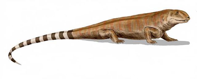 File:Haptodus BW.jpg